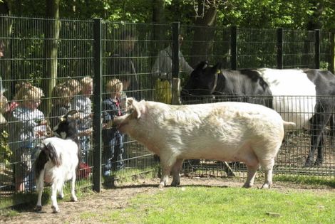 kinderboerderij de Warande in Huizen