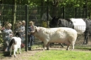 Afbeelding van kinderboerderij de Warande