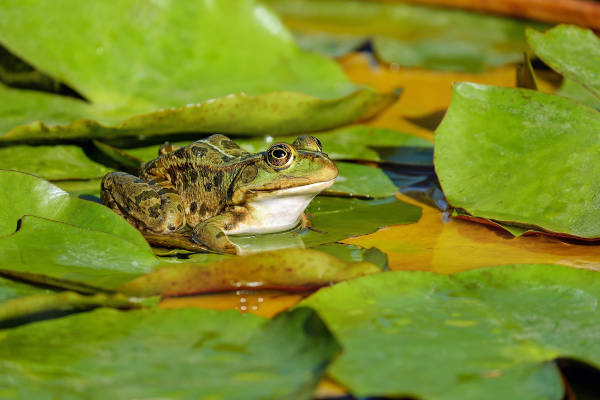 Kikker zit op waterlelies