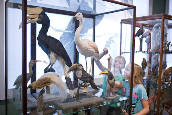 Universiteitsmuseum Utrecht: Weet jij welke vogels dit zijn?