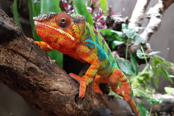 Berkenhof Tropical Zoo in Kwadendamme