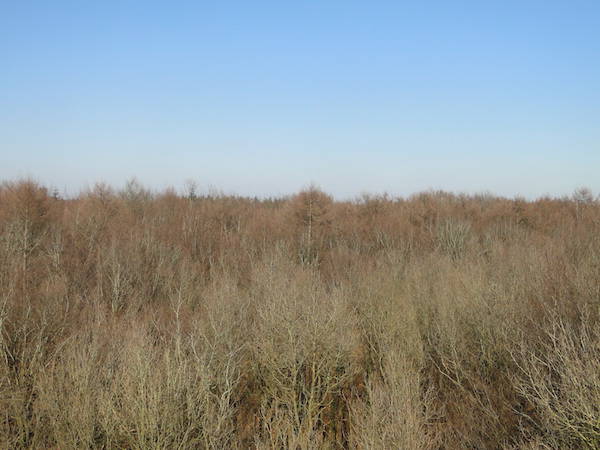 Uitzicht ver over de bomen