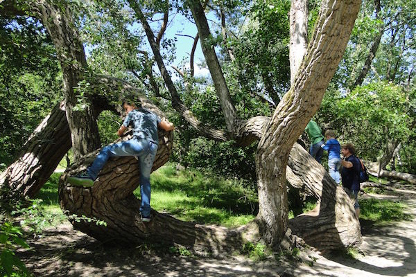 Monkeybos klimmen in de bomen