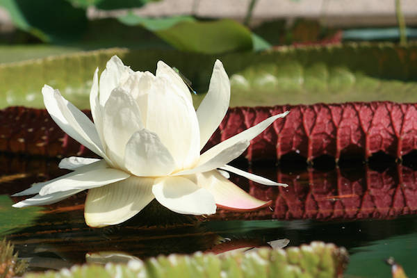 Hortus Botanicus Amsterdam in Amsterdam