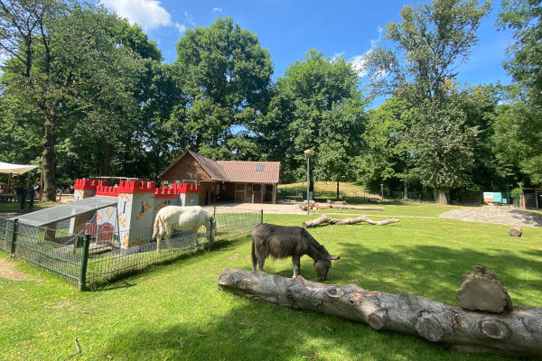 Speelpark de Splinter: De ezels in de wei