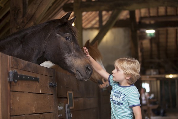 Boerderij het Gagelgat: Geef de paarden een aai