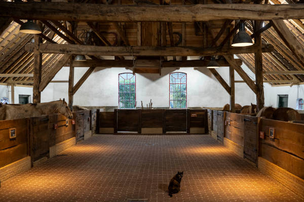 Paarden in de stal