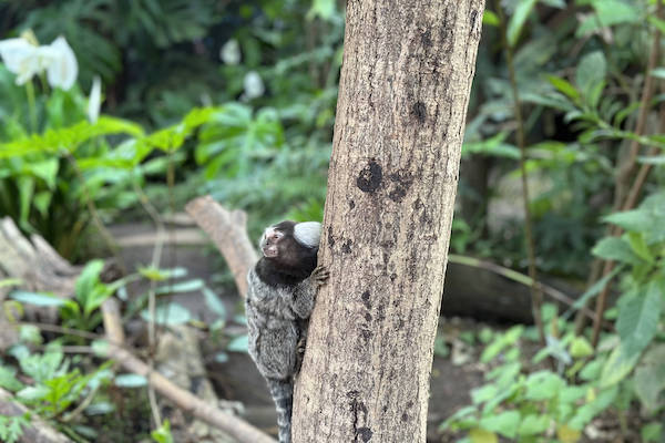 Almere Jungle: Aap hangend aan een boom