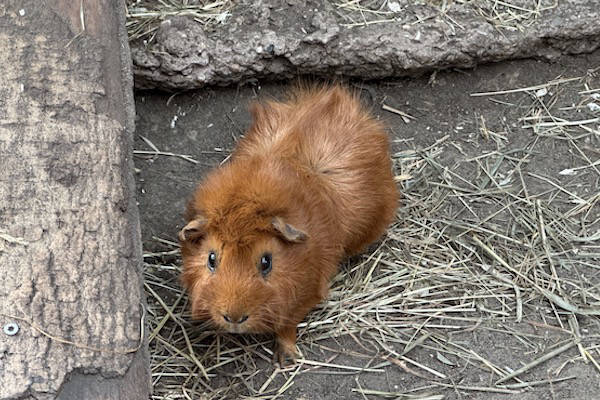 Cavia in Almere Jungle