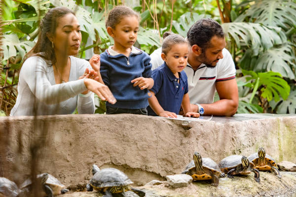 Schildpadden bekijken