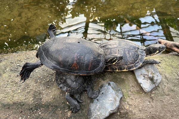 Schildpadden