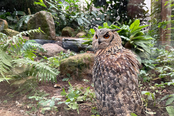 Uil in Almere Jungle