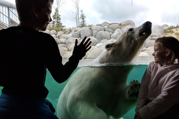 Wildlands Emmen Zeehonden