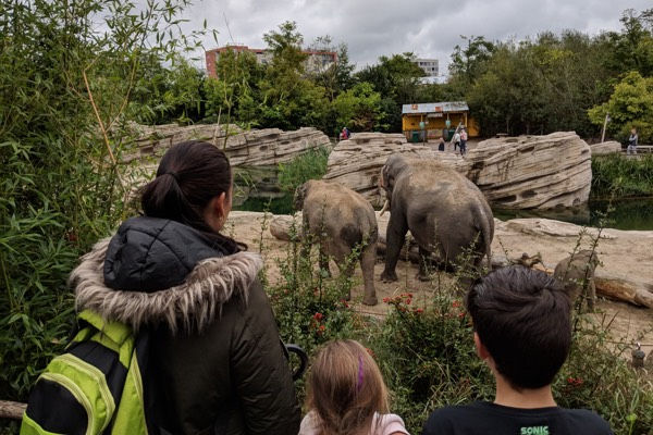 Wildlands Emmen kom heel dichtbij de olifanten