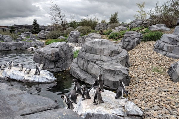 Wildlands Emmen Pinguins