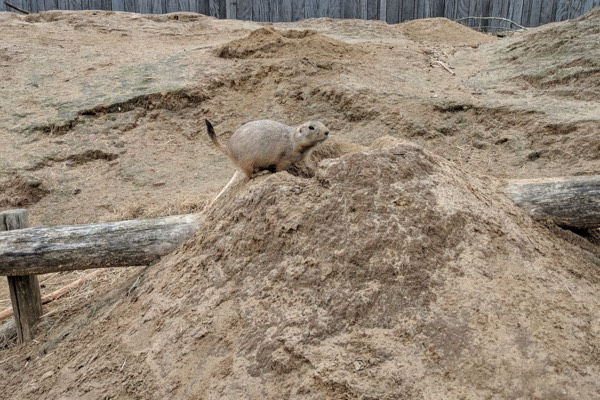 Prairiehondje aan het graven