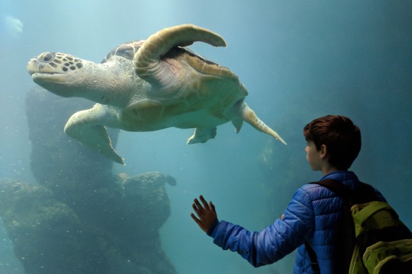 Wildlands Adventure Zoo Emmen schildpad