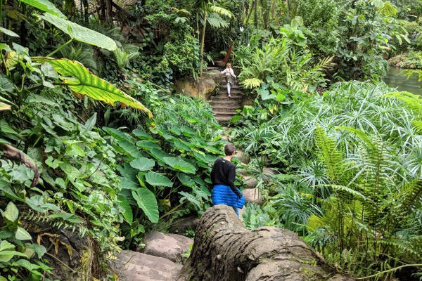 Wandelen door de jungle