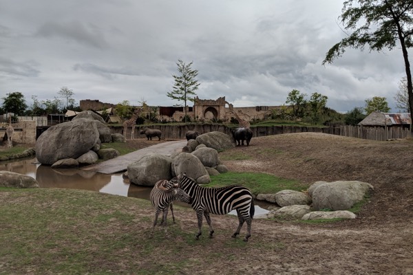 De savanne in Serenga is niet compleet zonder de zebra’s