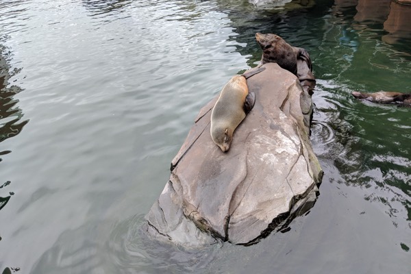 Wildlands Emmen IJsbeer onderwater