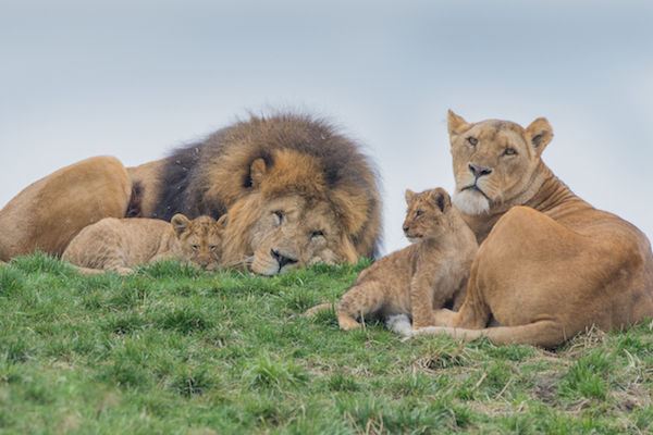 Leeuwenfamilie