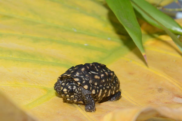 Pasgeboren zeldzame driekielstraalschildpad