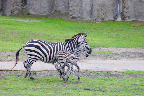 Zebra hengst geboren