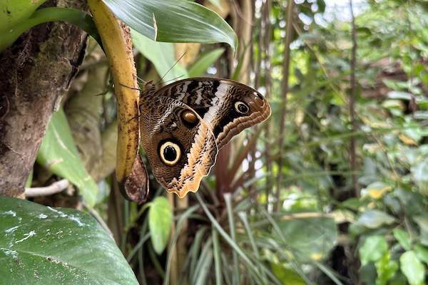 Bruine vlinder houdt zich vast aan een blad
