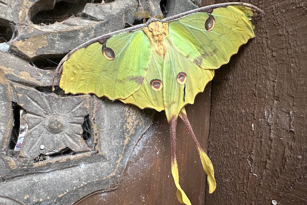 Groene vlinder aan de muur