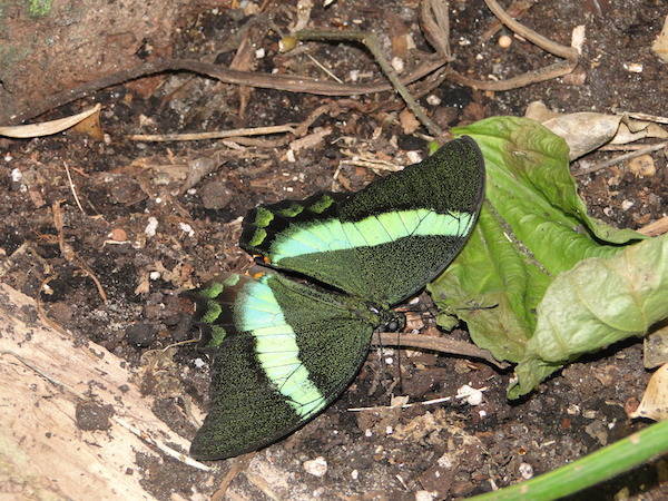 Mooie groene vlinder