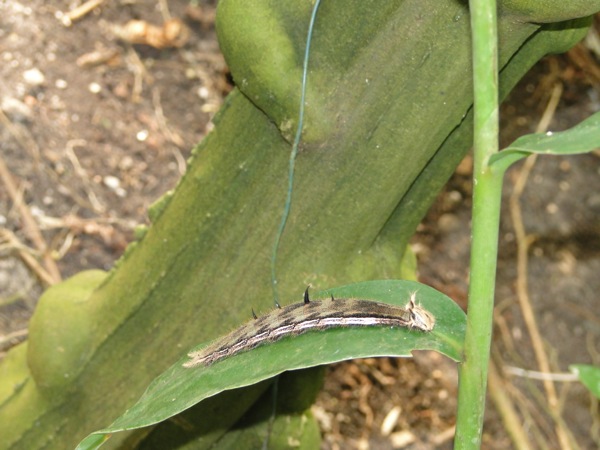 Hele grote stekelige rups