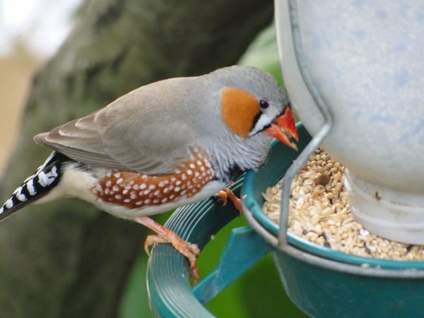 Mooie vogel is lekker aan het eten