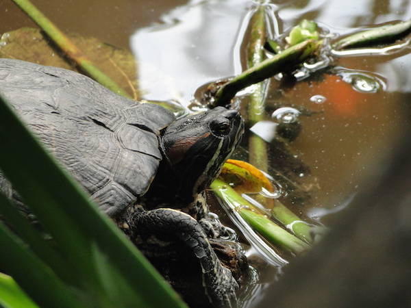 Schildpad kijkt rustig om zich heen