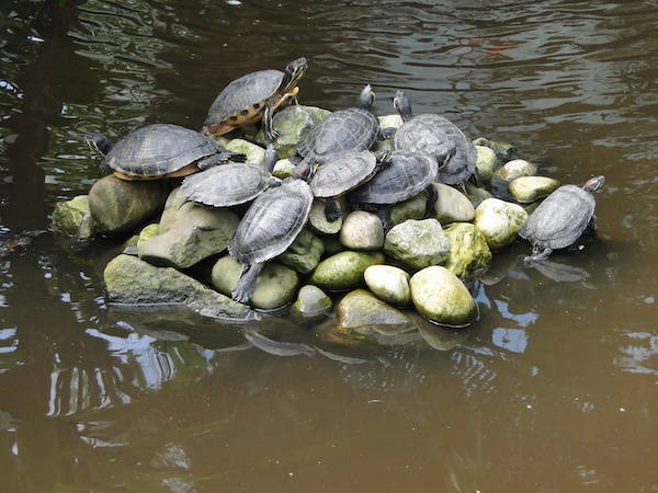 Schildpadden klimmen op de stenen