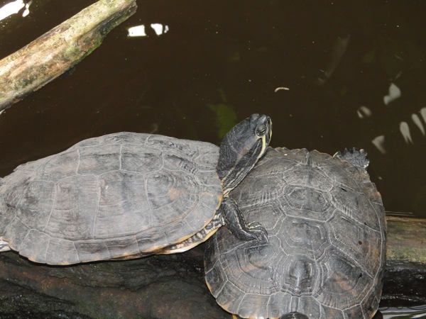 Knuffelende schildpadden