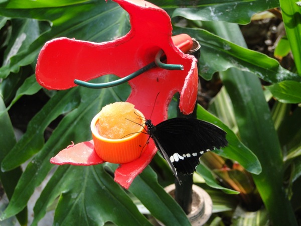 Vlinder geniet van lekker fruit