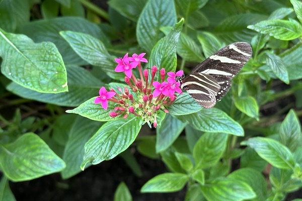 Vlinder op een blad met een prachtige roze felle bloem