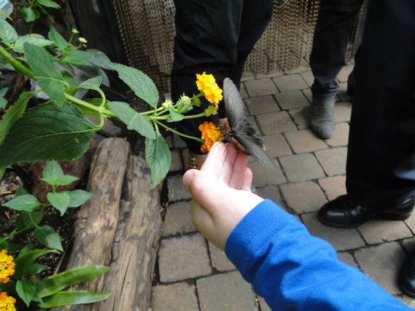 Vlinder op je hand in Vlinders aan de Vliet