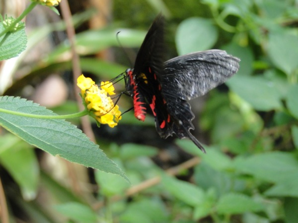Zwarte vlinder snoept van nectar