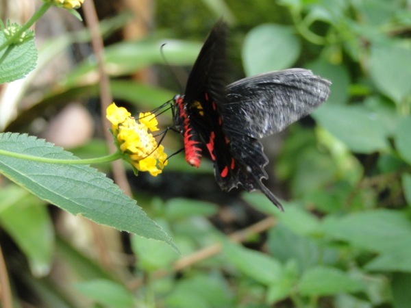 Prachtige zwarte vlinder in de nectar