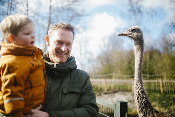 Speelpark Sanjes Safari: Kijken naar een struisvogel