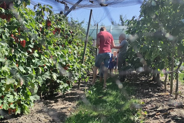 Fruit plukken