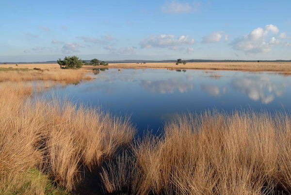 Het Nationale Park De Hoge Veluwe: Delense Veld