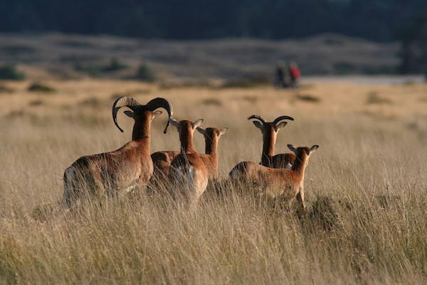 Het Nationale Park De Hoge Veluwe in Otterlo