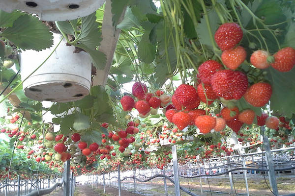 Heel veel aardbeien!