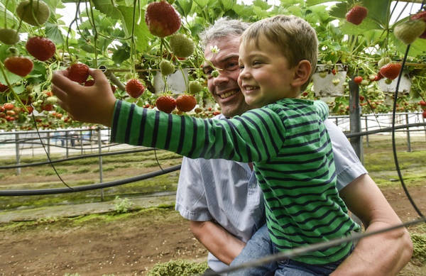 Samen aardbeien plukken