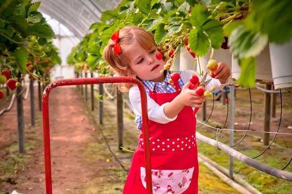 Meisje plukt aardbeien