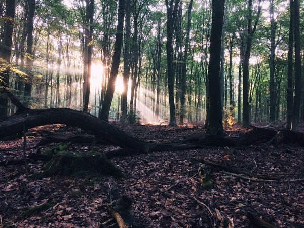 Het bos