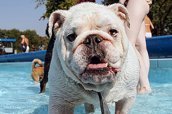 Zwembad De Melanen: Hondenplons als afsluiter van het seizoen
