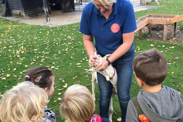 Kinderboerderij Voorschoten: Uitleg gebit geit